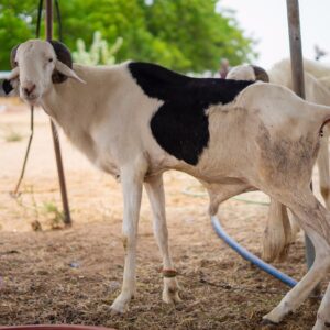 Mouton Vivant