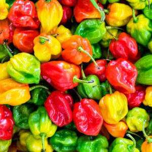 Piment